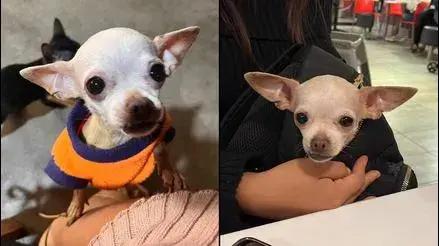 San Juan de Lurigancho: familia busca a su perrita Cloe desde hace más de 24 horas [VIDEO]