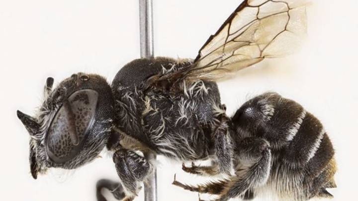 Nueva especie de abeja descubierta en Australia: así es la abeja ‘Lucifer’ con cuernos de diablo