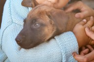 Woman Heartbroken After Husband Says No to Cat but Adopts Puppy Without Asking