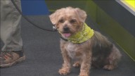 Pet of the Week: Puddles