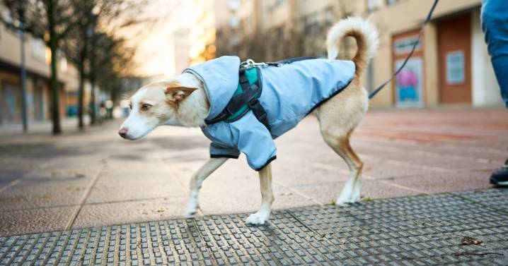 Vets reveal the one winter accessory every dog needs right now