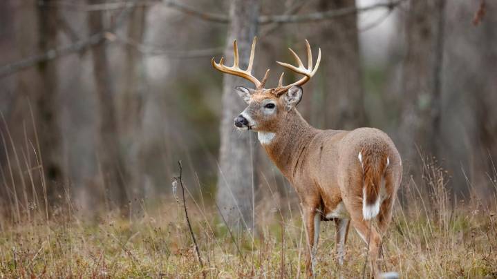 Texas breeder faces charges amid 'Ghost Deer' investigation