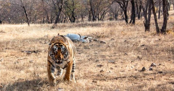 Mysuru Tiger attack in Bandipur kills farmer; 3rd death within 15 days