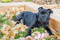Best Puppy Dog Foods for Staffordshire Bull Terriers