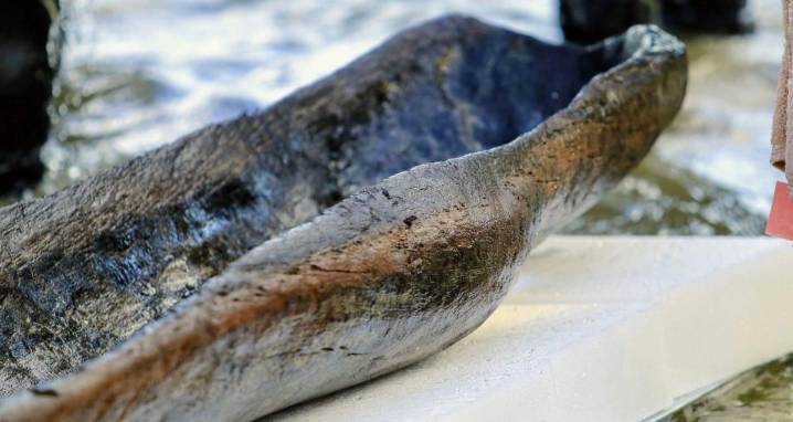 16 Ancient Canoes Found In Wisconsin's Lake Mendota