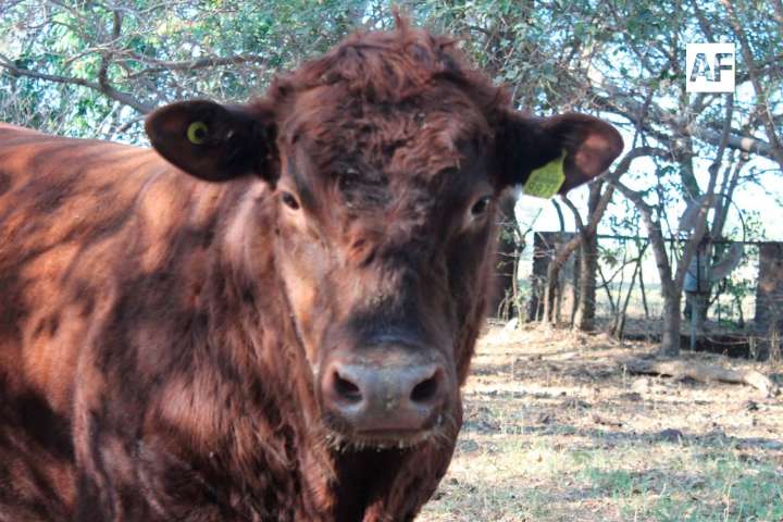 Detectan caso de Gusano Barrenador en Encarnación de Díaz, Jalisco