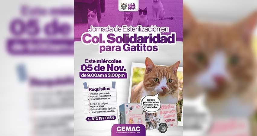 Invita el Ayuntamiento de La Paz a jornadas de esterilización para gatos y perros
