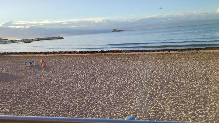 Restos de algas alfombran la orilla de la playa de Poniente de Benidorm
