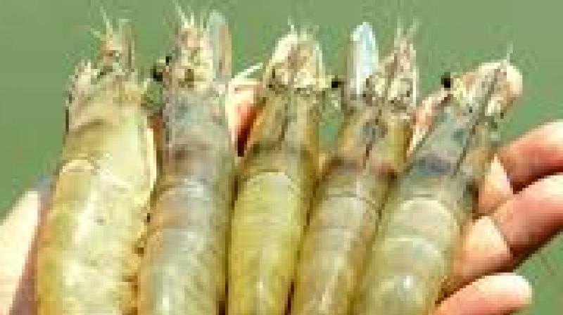 India,World's Second Largest Shrimp Producer, Under Threat