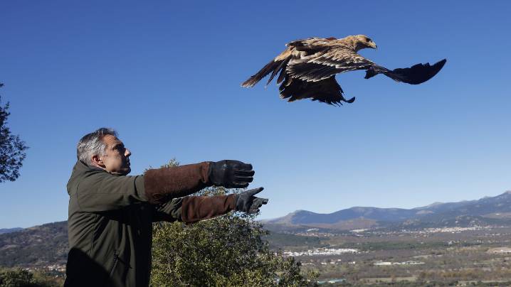 Crece en Madrid la población de águila imperial, con 109 parejas censadas