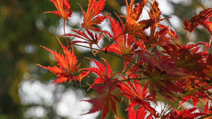 Tips on how prune trees in the fall