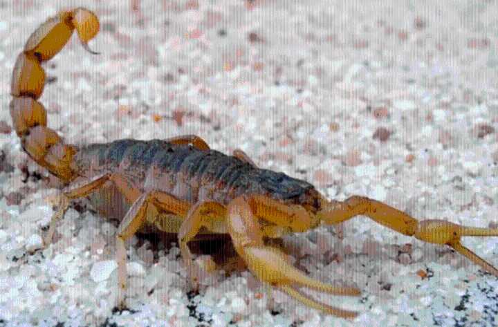 Un niño de Gualeguaychú fue picado por un alacrán mientras se bañaba