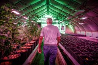 Hemp Farmers Say Provision in Bill Ending Shutdown Will Decimate Their Industry