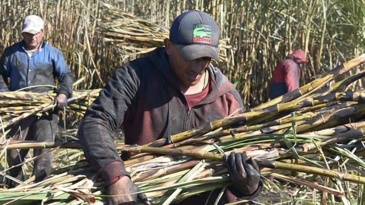 Enfrentan cañeros la quiebra por desplome del precio