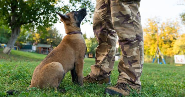 Dog trainer urges first-time pet owners to avoid opting for five breeds