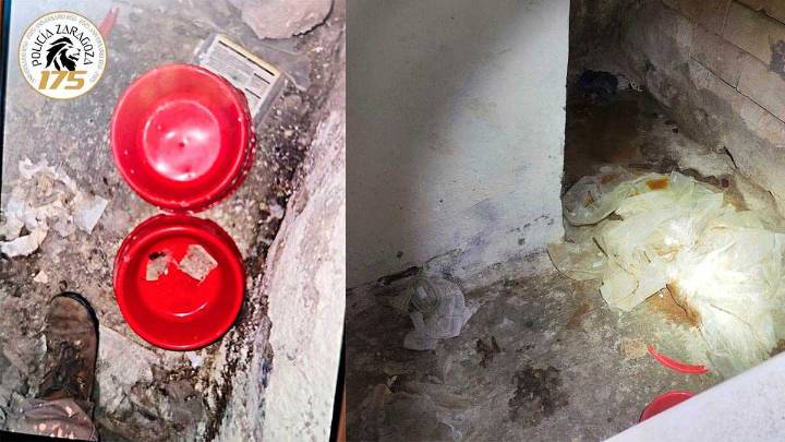 Rescatan a tres perros encerrados y desnutridos en un piso de la zona de El Gancho en Zaragoza