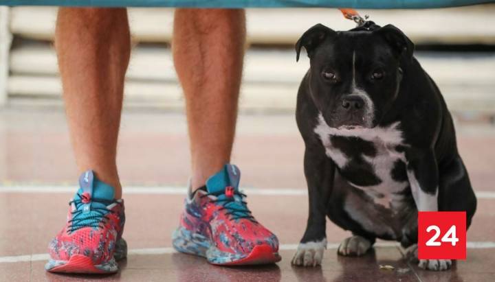 ¿Puedo ir a votar con mi mascota en las Elecciones 2025?