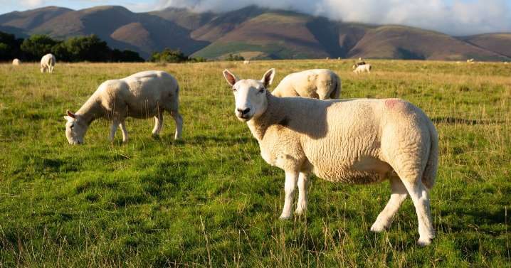 East London man caught selling illegal sheep carcasses as food