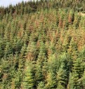 2021 heat dome left Rhode Island-sized damage in Oregon’s, Washington’s western forests Free