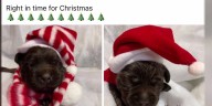 On Your Side: Planning to get a puppy for Christmas? Know about this scam