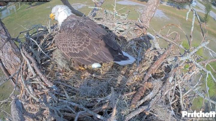 Famous Southwest Florida eagles welcome 1st egg of the season