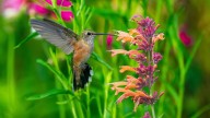 Tips For Pruning Agastache To Attract More Hummingbirds Next Spring