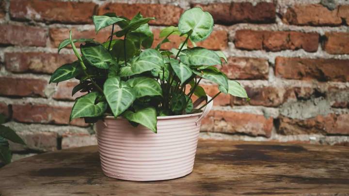 Para qué sirve poner papel de aluminio en las macetas: por qué recomiendan hacerlo