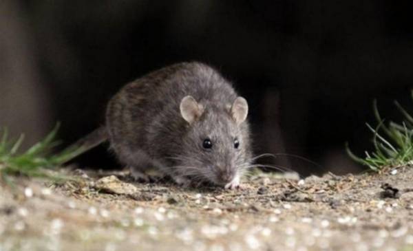 Bariloche: confirman la muerte de un hombre por hantavirus