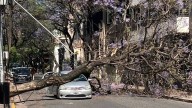 Un árbol cayó sobre un auto en pleno centro de Rosario y dos mujeres se salvaron de milagro