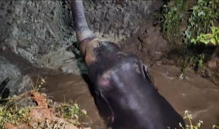 Dramatic night operation saves elephant trapped in well in Odisha