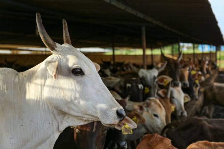 Gujarat court hands life sentence to 3 in cow slaughter case; govt hails verdict as 'historic'