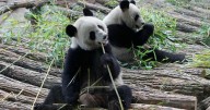 Francia se despide de dos queridos pandas gigantes que regresan a China