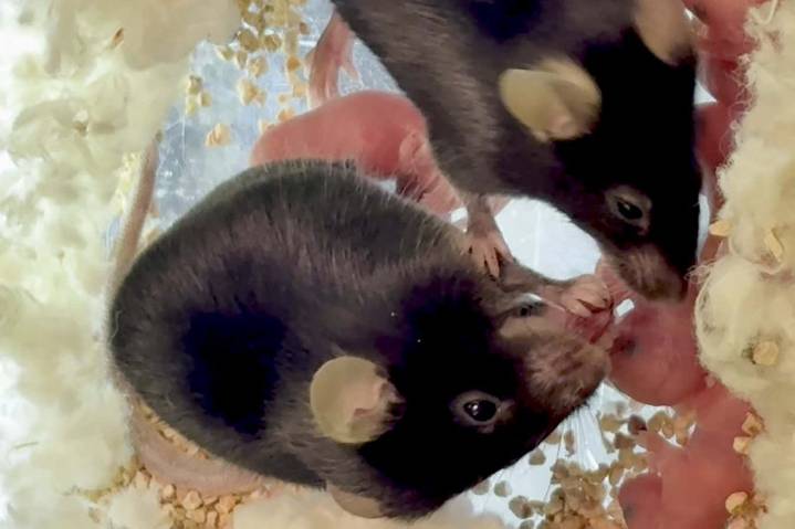 Mouse 'midwives' help their pregnant companions give birth