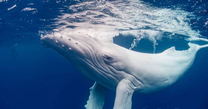 Incredibly rare albino humpback whale might be spotted off the Illawarra and South Coast