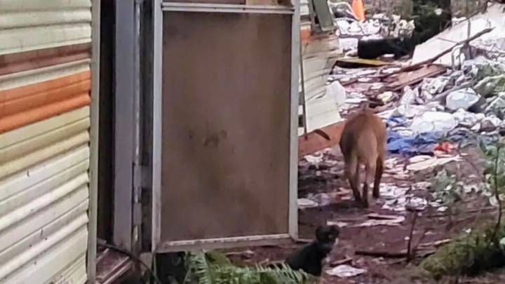 California Kids Spot A Scared Dog And Discover A Heartwarming Surprise