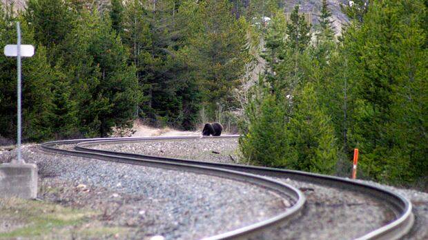 Hundreds of animals killed by trains on B.C. railroads, documents reveal. So, what’s being done to stop it?