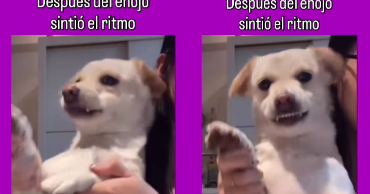 Perrito bailarín enojado conquista las redes y se vuelve viral