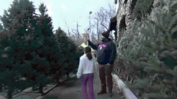 Belmont MA Lions Club Christmas tree fundraiser