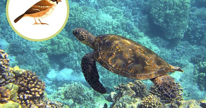 Cómo funciona la brújula interna de aves y animales marinos basada en magnetita