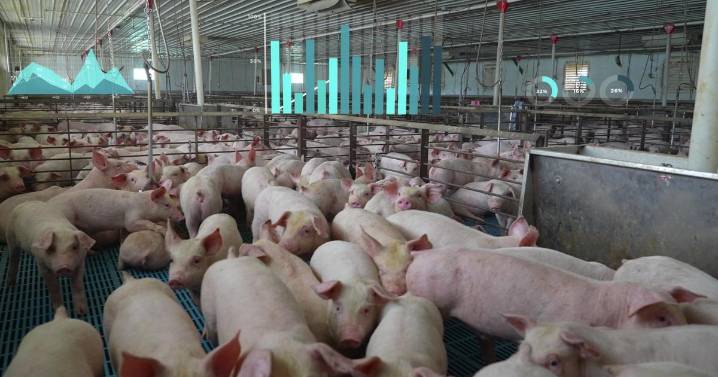 En alza el precio de la carne de cerdo