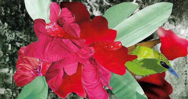 For children: In the Himalayas, Quillo, a baby hedgehog and Loni, a vegan wolf, go looking for a yak