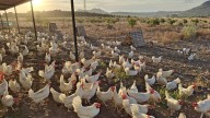 Más estrés en las gallinas y menos huevos, las consecuencias del confinamiento por la gripe aviar