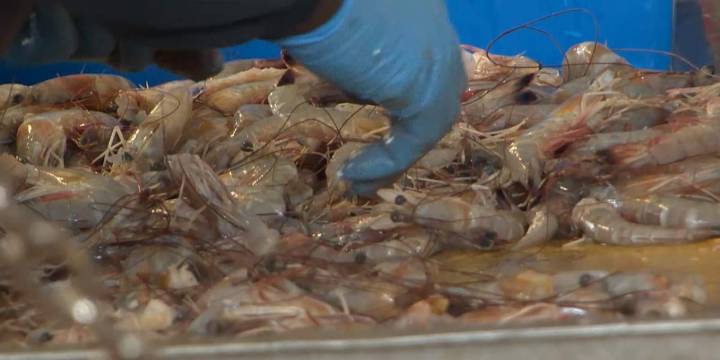 Judge dismisses lawsuit filed by SC Shrimpers Association