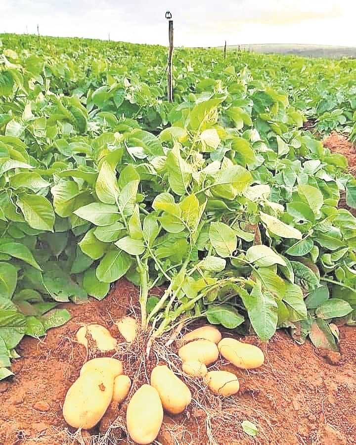 Montha rain dampens potato farmers’ hopes