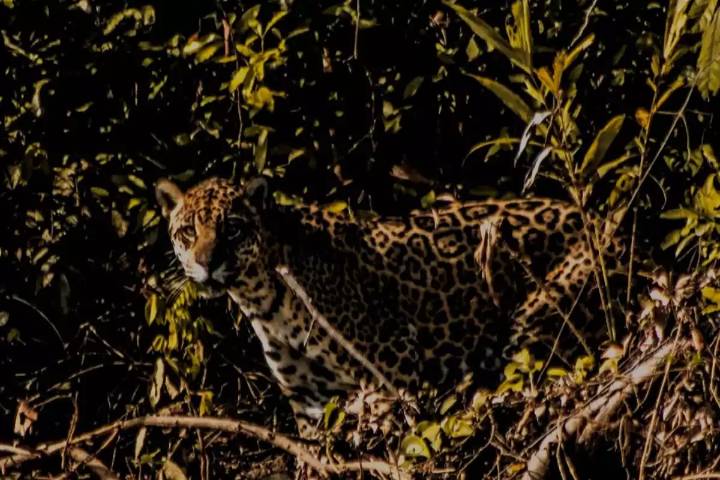 “No sé quién se asustó más, si él por verme o yo”: Ciclista narra encuentro con un jaguar en Tizimín