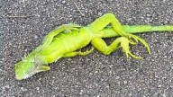 Cold Florida forecast ahead? What about falling iguanas weather