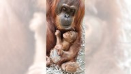 See the first baby orangutan born at LA Zoo in nearly 15 years