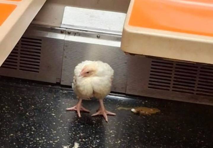 SEE IT: Chicken that delayed morning commute in Queens had been abandoned on subway