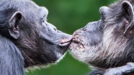Neanderthals And Our Ape Ancestors Probably Kissed, Study Reveals