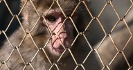 Monkeys will no longer be infected with AIDS in labs after historic Trump ruling